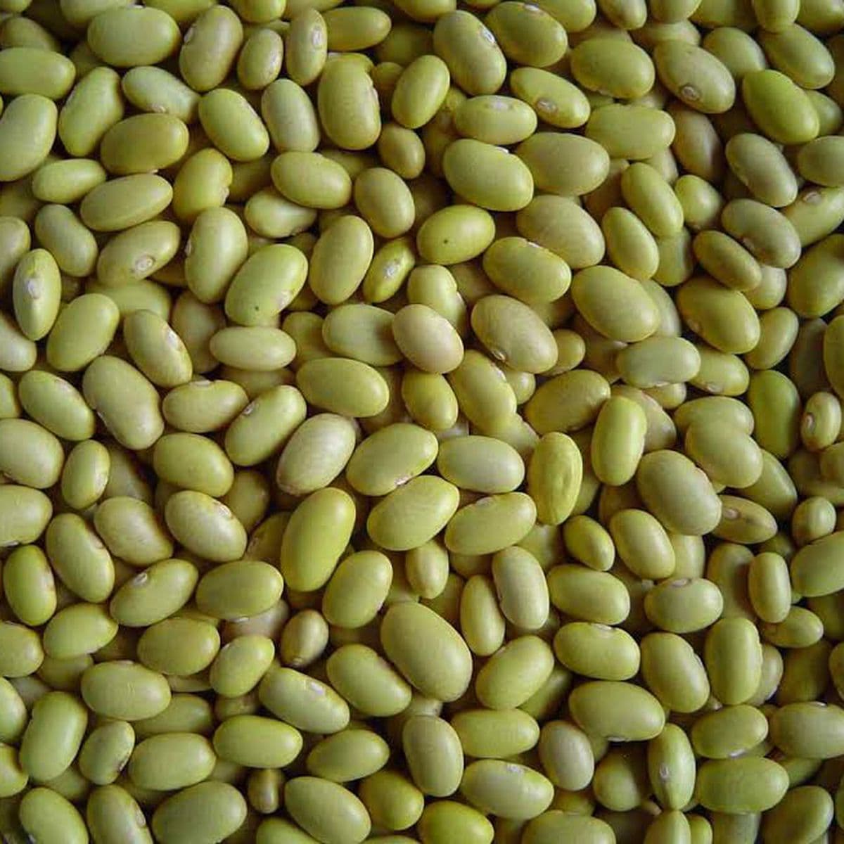 Beans / Frijoles & Pulses