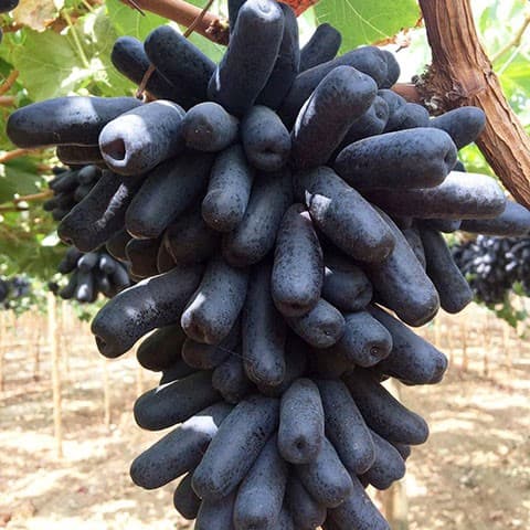 Grapes