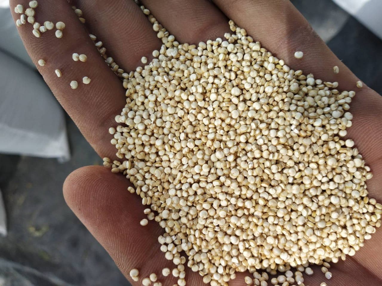 Grains, quinoa & superfoods