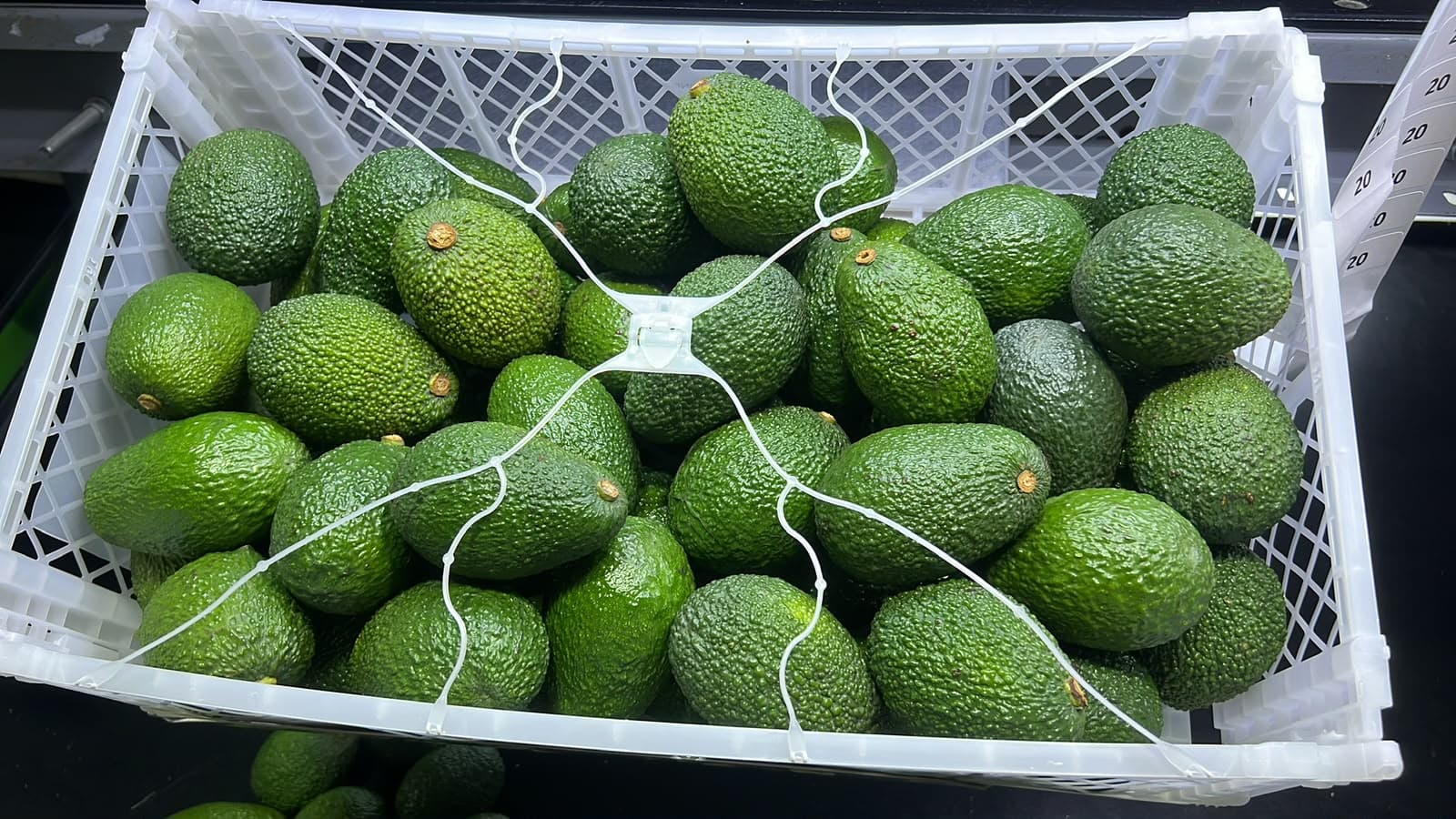 Fresh Hass Avocado