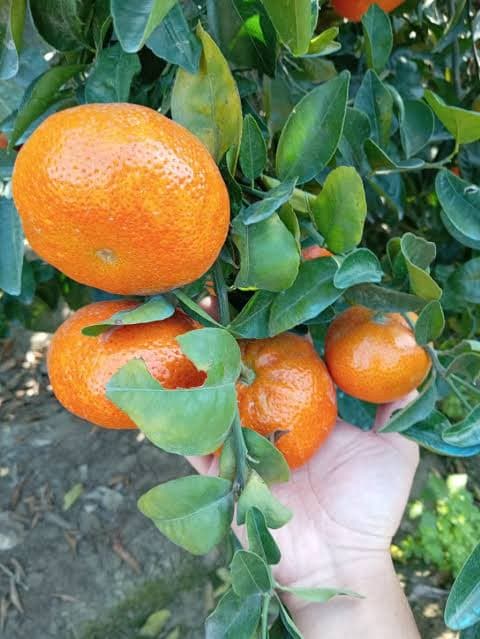 Malvaceo Mandarin