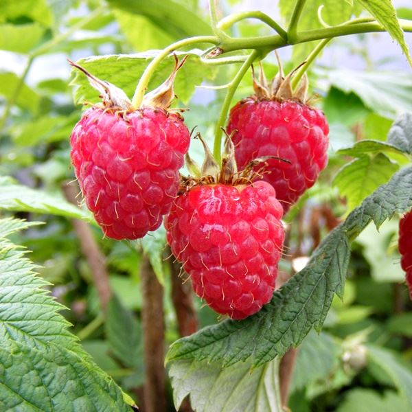 Products Details Raspberries