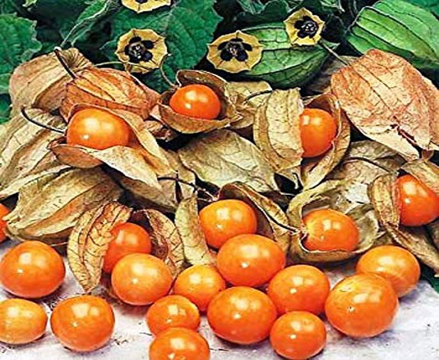 Products Details Goldenberries.html